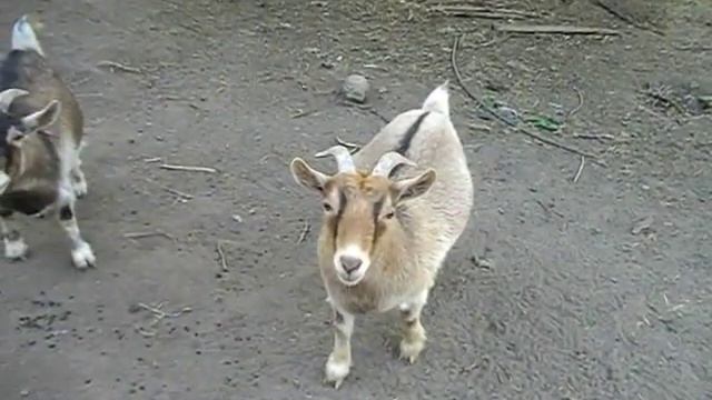 Выгодно ли содержать и какая цена камерунских коз реализуемая продукция идея для бизнеса смотреть онлайн