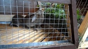 Кормление кроликов свежей травой.