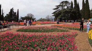 ПАРАД ТЮЛЬПАНОВ 2022. Никитский Ботанический Сад. ПГТ Никита. Ялта. Крым.