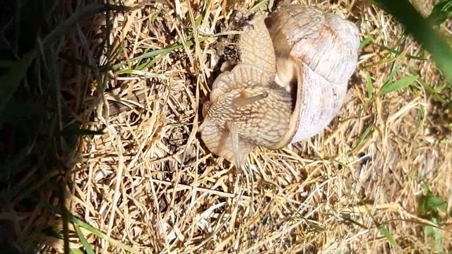 Улитка двигается смотреть онлайн