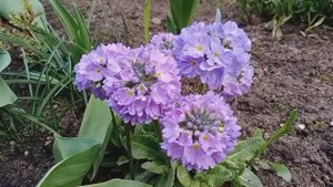 Примула мелкозубчатая из холодного фарфора. Моя работа с натуры