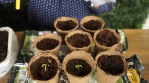 Пикируем экзотику ✿ Как вырастить папайю из семян в домашних условиях  ✿ Экзотика дома