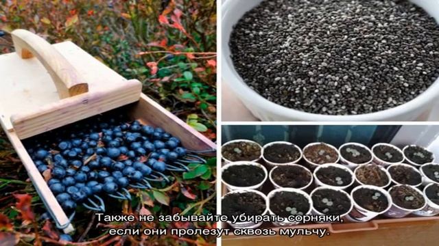 Посадка черники по правилам – залог высокой приживаемости саженцев и хорошего урожая смотреть онлайн