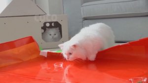 LuLu Dove Into the Water! | Kittisaurus
