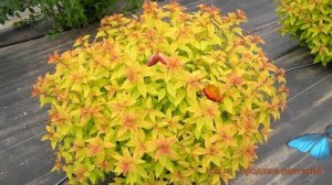 Спирея японская Зен Спирит Голд ? обзор: как сажать, саженцы спиреи Зен Спирит Голд