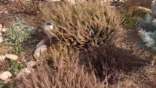 Весенняя ОБРЕЗКА ВЕРЕСКОВ ?Перезимовали на 5+???? смотреть онлайн