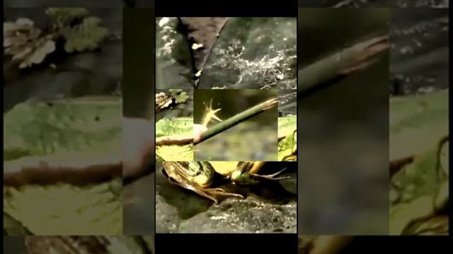 Звук природы. Лягушки на болоте в дождь