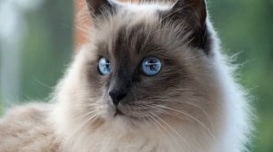 Какую породу кошек лучше выбрать для квартиры