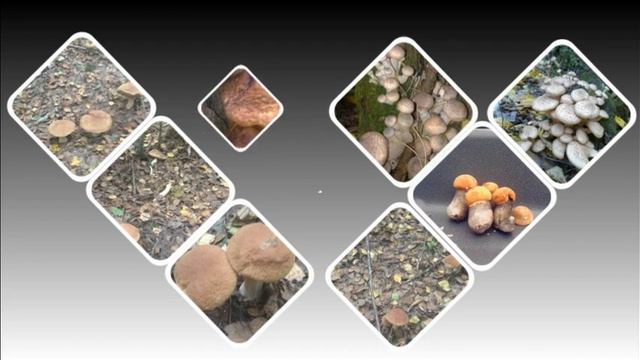 Осень. Грибы смотреть онлайн