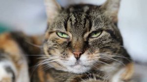 Взрослая кошка. Берём домой.5 причин, почему "ДА".An adult cat. We take it home. 5 reasons why "YES