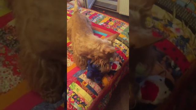 #Shorts//ШОТЛАНДСКИЙ ТЕРЬЕР//ЛЕО С ЛЮБИМЫМ ТИГРОЙ//СКОТЧ ТЕРЬЕР смотреть онлайн