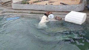 Путешествия и отдых. Московский Зоопарк. Животные. Новая территория. Белый Медведь.