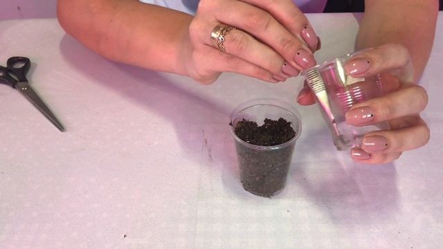 Мимоза стыдливая - проращивание семян смотреть онлайн