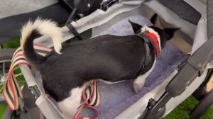 Дог-Френдли торговые центры! Зоотакси , зона отдыха для собак, самый огромный корги!