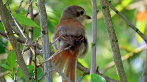 Танец хвоста! Самочка сорокопута.