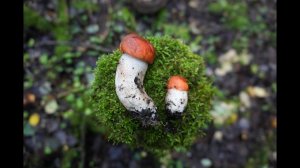 Грибная разведка 25 сентября 2023. Всеволожский район.