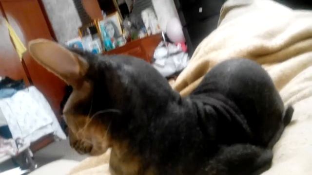 Мои животные ложатся спать смотреть онлайн