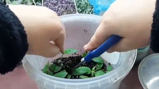 Получила новые сорта фуксий, розсаживаю свои укоренёные черенки фуксий! смотреть онлайн