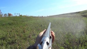 Охота с легавой. подборка моментов на болотно-луговую дичь