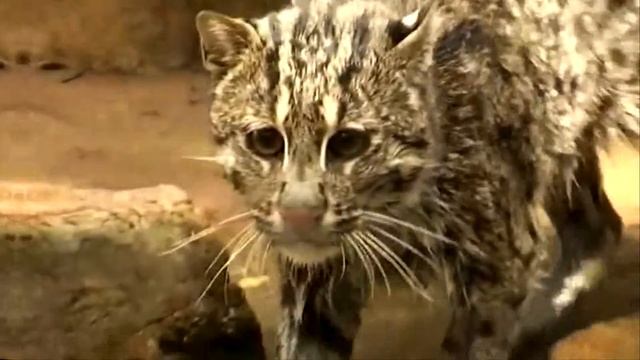 Кот-рыболов , Fisher - Cat смотреть онлайн