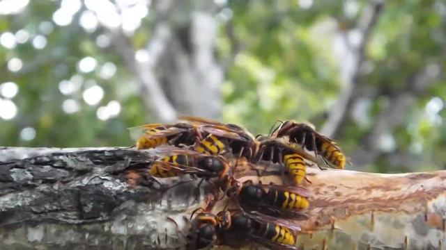 Шершни смотреть онлайн