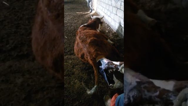 Роды теленка казахской белоголовой смотреть онлайн