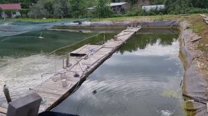 Новости рыбоводства