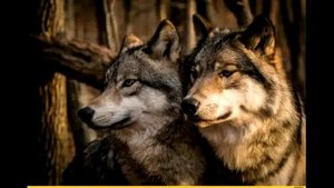 Клип волк одиночка