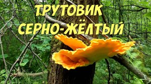Трутовик серно-желтый - съедобный и вкусный гриб / ТСЖ