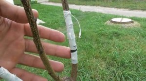 Летняя прививка окулировка - результат через 1 месяц