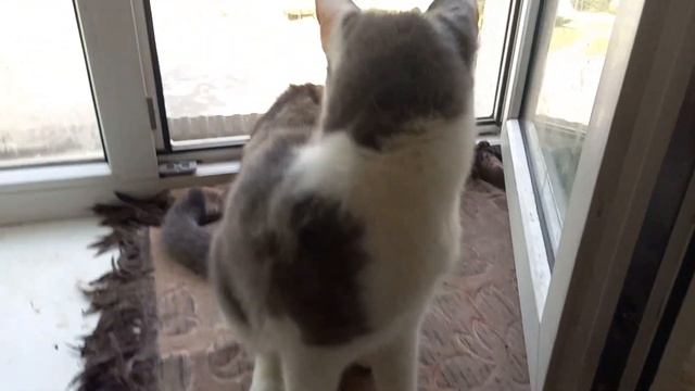 Дом для ненужных кошек. Знакомимся с обитателями смотреть онлайн