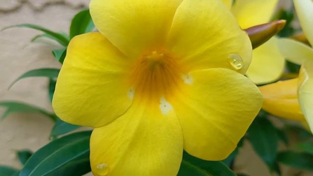 Amazing Flower in the Garden! смотреть онлайн