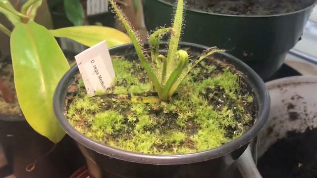 King sundew care ‘secret tips!’ смотреть онлайн