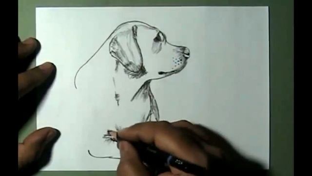 How to Draw Labrador Mother Dog and Puppy | YZArts | YZArts смотреть онлайн
