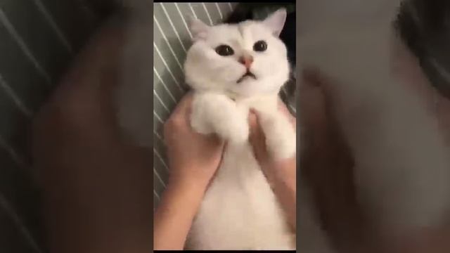 cutecatsyoutubeshortsfunnyvideo #shorts #cat #коты #забавные животные