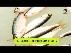 Камская уклейка. Рыбалка в Пермском крае-4