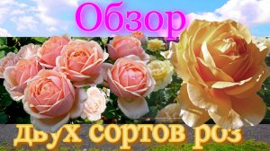 Роза Йорс и Континьюд Френдшип (флорибунда) и Кэндллайт (Чайно гибридная) (Tantau 1994)