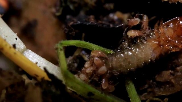 #Интересно_знать | Антиклещ смотреть онлайн