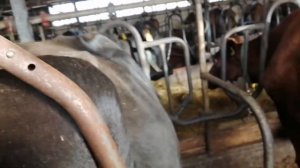 Антибрык для коров.Противо ударная система доя коровы. Against. Shock system for cows