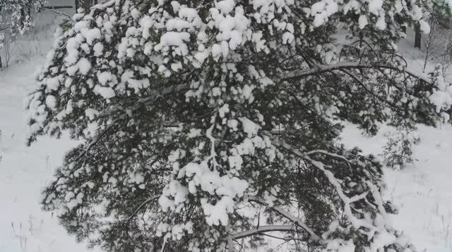 Просто снежный лес.