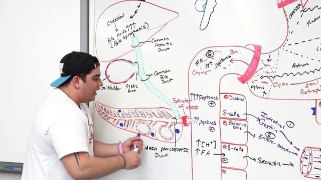 Gastrointestinal | Gastric Secretion: The Intestinal Phase