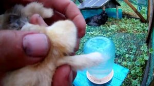 Как определить пол у цыплят.Курочка или петушок// Жизнь в деревне