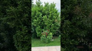 Сорт розы Кримсон  силуетта. Отличная роза. Месяц держит цветок