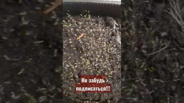 Портулак всходы упали