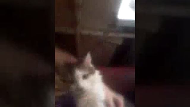 Кот не хочет играть смотреть онлайн