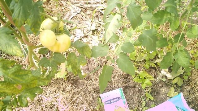 Вершинная гниль смотреть онлайн