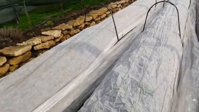 часть 1. Ускоряем созревание Клубники