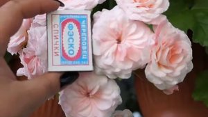 пеларгония сорт Леона Галактика