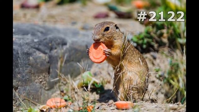 #2122. Суслики и сурки (В мире животных) смотреть онлайн