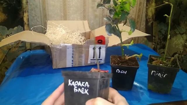 Ежевика. Обзор сортов ежевики из интернет магазина.